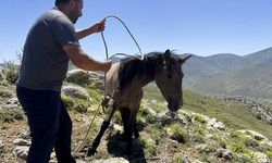 Kan Donduran İddia! Yılkı Atlarını Yakalayıp Etini Satıyorlar