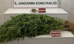 Uşak’ta Evlerden Kenevir ve Esrar Çıktı