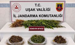 Uşak’ın Sivaslı İlçesinde Esrar ve Kaçak Sigara Operasyonu