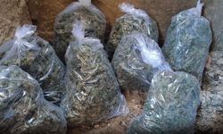 217 Bin Kök Kenevir İmha Edildi