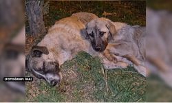 Uşak Belediyesi Köpek Ölümü Hakkında İnceleme Başlattı