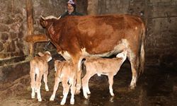Uşak’ta Hayvancılık Desteği Başladı