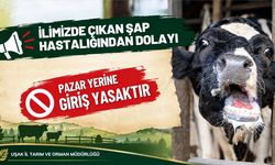 Uşak’ta Şap Hastalığı Alarmı! Hayvan Pazarları Kapatıldı