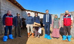 Uşak'ta 30 Yetiştiriciye 351 Gebe Düve Desteği