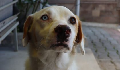 Van Kedisinden Sonra Van Köpeği Ortaya Çıktı.