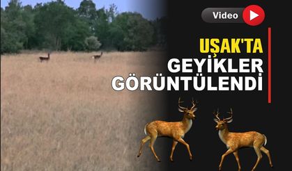 Uşak'ta Yaban Geyikler Görüntülendi...!