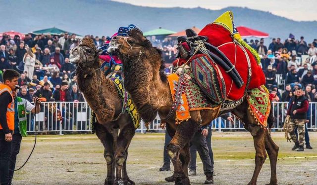 İzmir’de deve güreşi festivaline yoğun ilgi