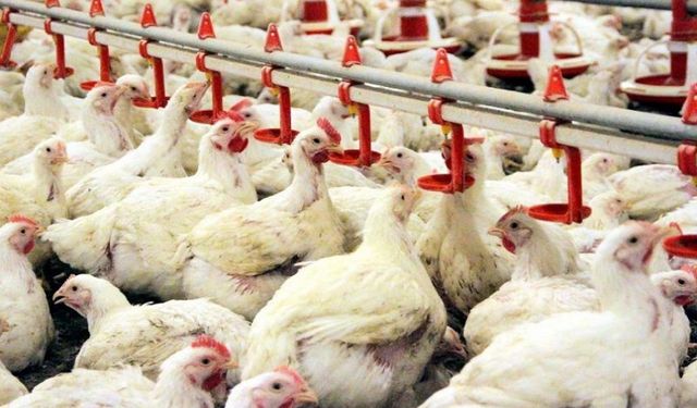Tavuk Eti İhracatını Sınırlıyor: Fiyat Artışına Karşı Tedbirler