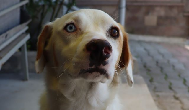 Van Kedisinden Sonra Van Köpeği Ortaya Çıktı.