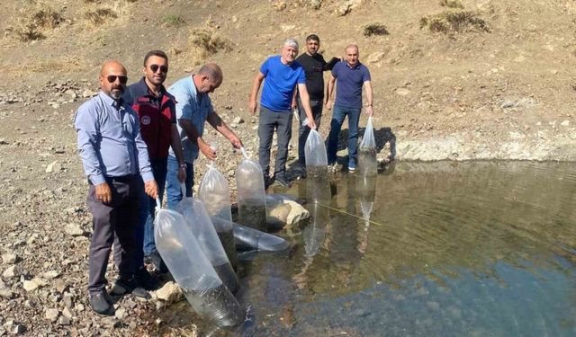 80 Bin Pullu Yavru Sazan Göle Bırakıldı