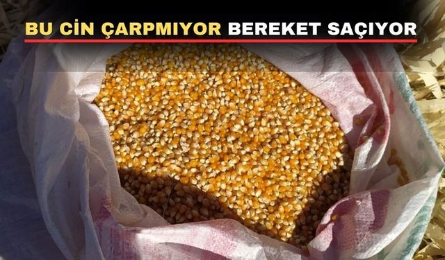 Uşak’ta tarlalarda yeni bir ürün görünmeye başladı