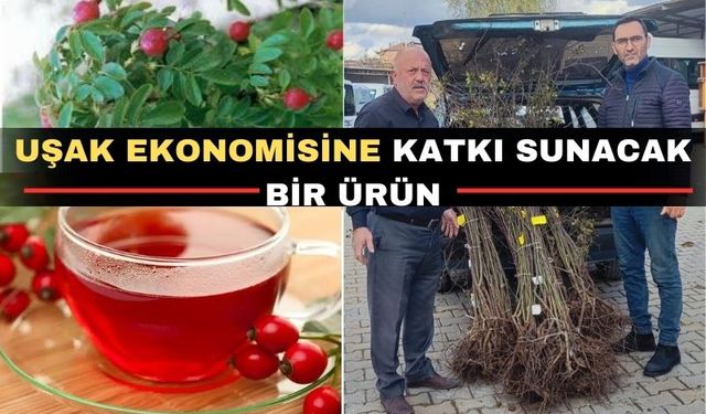 Uşak bu bitkinin üretiminde Gümüşhane’ye rakip oluyor