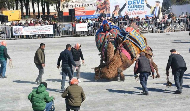 Efeler’de deve güreşi festivali coşkusu