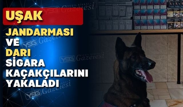 Sigara kaçakçıları Uşak jandarmasından kaçamadı