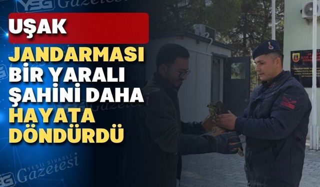 Uşak Jandarması Ulubey’de yaralı bir şahini daha kurtardı