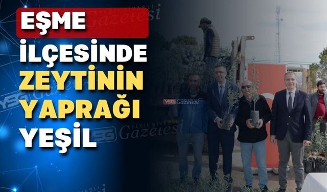 Uşak’ın Eşme ilçesinde dağ taş zeytin olacak