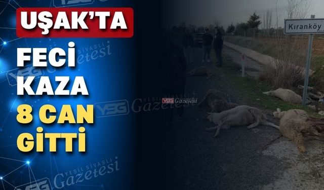 Uşak’ta otomobil koyun sürüsüne daldı 8 koyun telef oldu