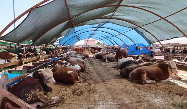 Kurban satış noktaları ilaçlanıyor