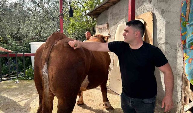 1 ton 200 kiloluk kurbanlık, araba fiyatına alıcısını bekliyor