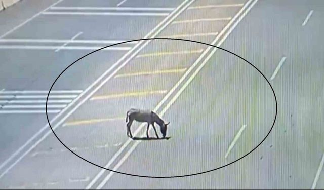 Ana yola çıkarak trafiği tehlikeye düşüren eşek