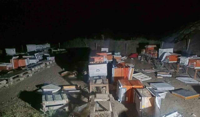 Arı kovanları alev alev yandı