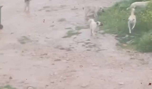 Başıboş köpek sürücü çocuğu kovaladı