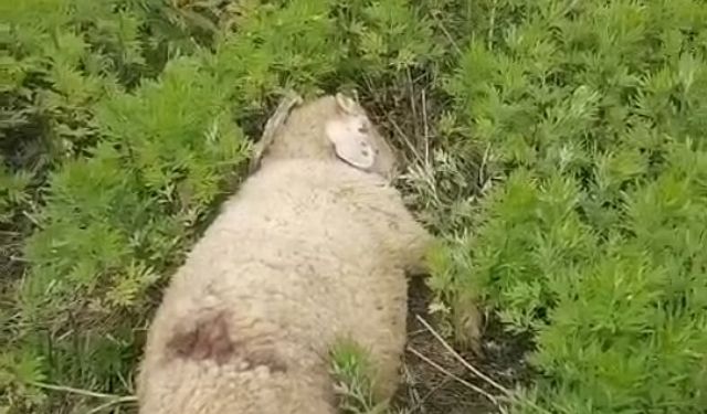 Başıboş köpekler 2 küçükbaş hayvanı telef etti