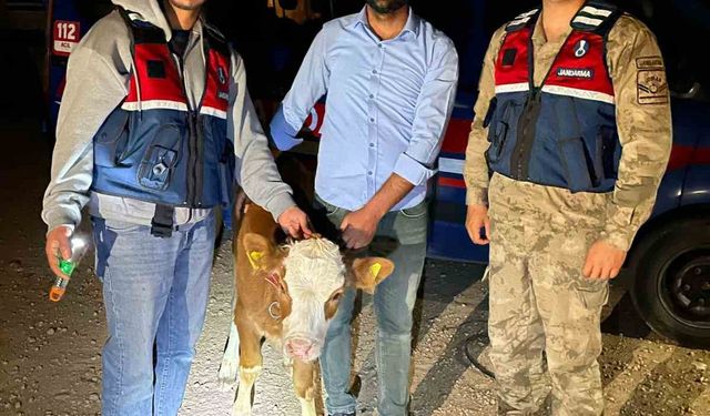 Çalınan büyükbaş hayvanlar sahibine teslim edildi