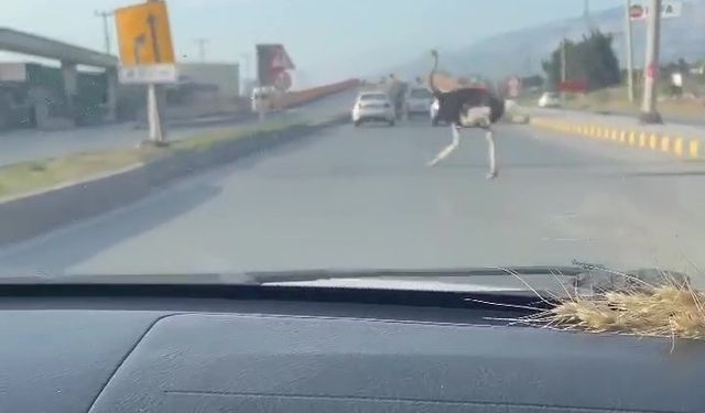 Çiftlikten Kaçtı Trafiği Birbirine Kattı