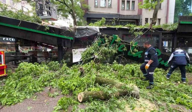Dev ağaç kafenin üzerine devrildi