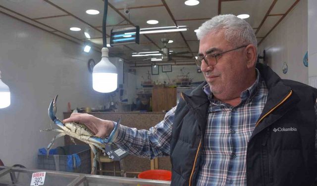 Dev mavi yengeç görenleri şaşırttı