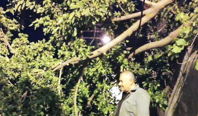 Devrilen dut ağacı mahalleyi ayağa dikti