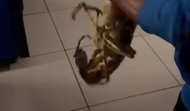 Körfezde dev istakoz yakalandı
