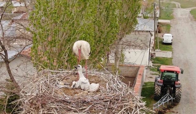 Leylekler 48 yıldır aynı direğe yuva yapıyor