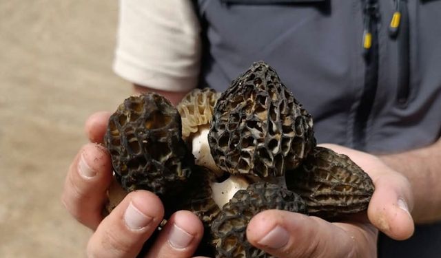 Sahada Kuzu Göbeği incelemesi