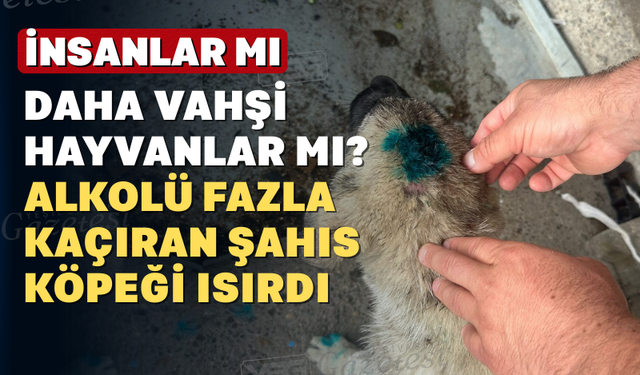 İşler Tersine Döndü Bu Kez İnsan Köpeği Isırdı