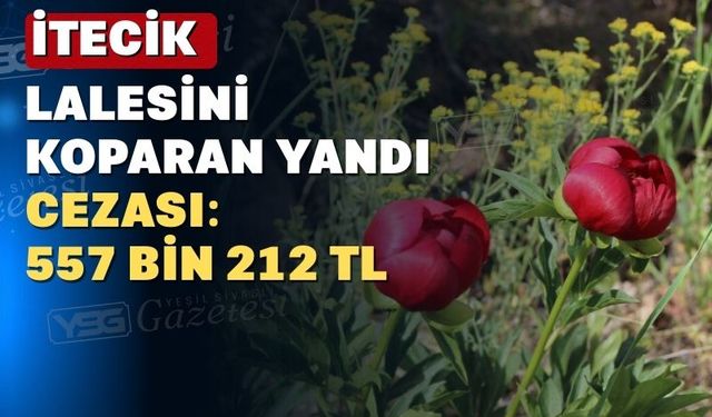 Uşak’ın bu nadir çiçeğine dokunanın eli yanar
