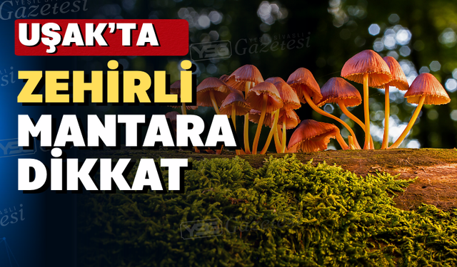 Uşak’ta mantar zehirlenmelerine karşı uyarı yapıldı