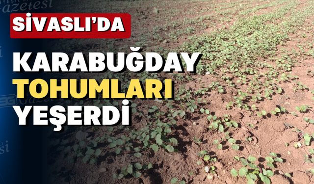 Sivaslı'da karabuğday tohumları boy verdi