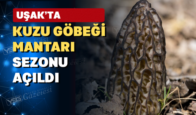 Uşak'ta Kuzugöbeği Sezonu Başladı