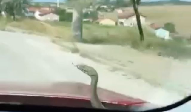 ’aracın kaputundan çıkan yılan’ şaşkınlığı