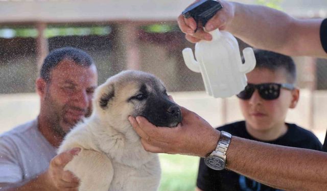 Kenelerden korunmak için doğal karışım hazırladı