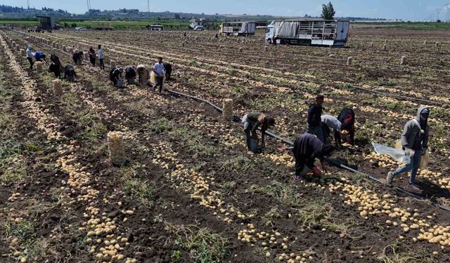 Patateste fiyat 7 liraya kadar geriledi