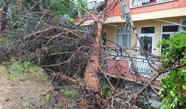 Rüzgara dayanamayan dev ağaç binanın üzerine devrildi