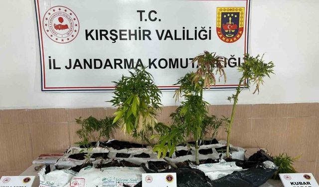 Yasaklı madde operasyonu: 40 kök kenevir ele geçirildi