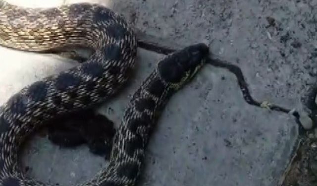 Yumurtaları yiyen yılanı yakalayıp doğaya saldı