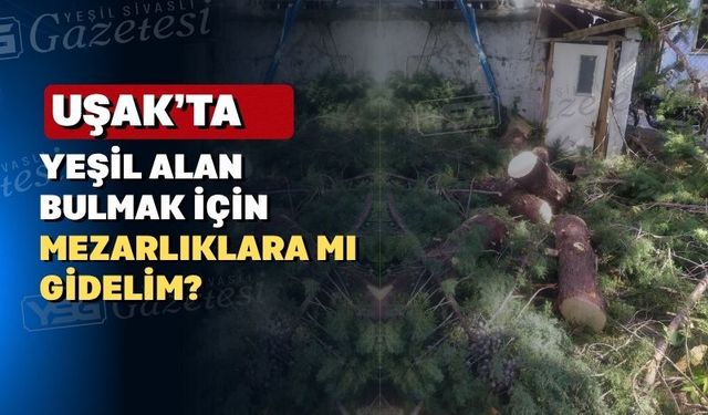 Uşak’ta 42 yıllık ağacın kesilmesi üzdü