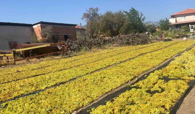 Üzümde fiyat belirsizliği hem üreticiyi hem de çalışanları tedirgin ediyor