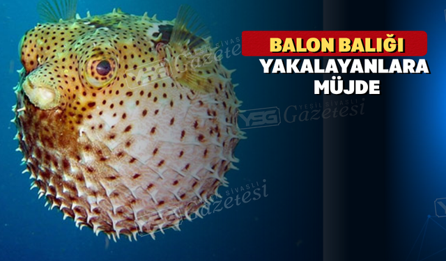 Balon balığı yakalayanlara  para  desteği sağlanacak
