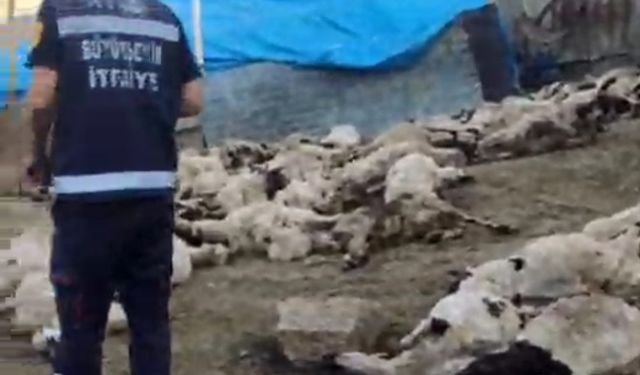 Sürüyü Kurtlar Bastı: 111 Koyun Telef Oldu
